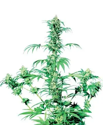 Early Girl Regular Cannabis Seeds | Sensi Seeds 