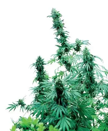 Early Skunk Regular Cannabis Seeds | Sensi Seeds 