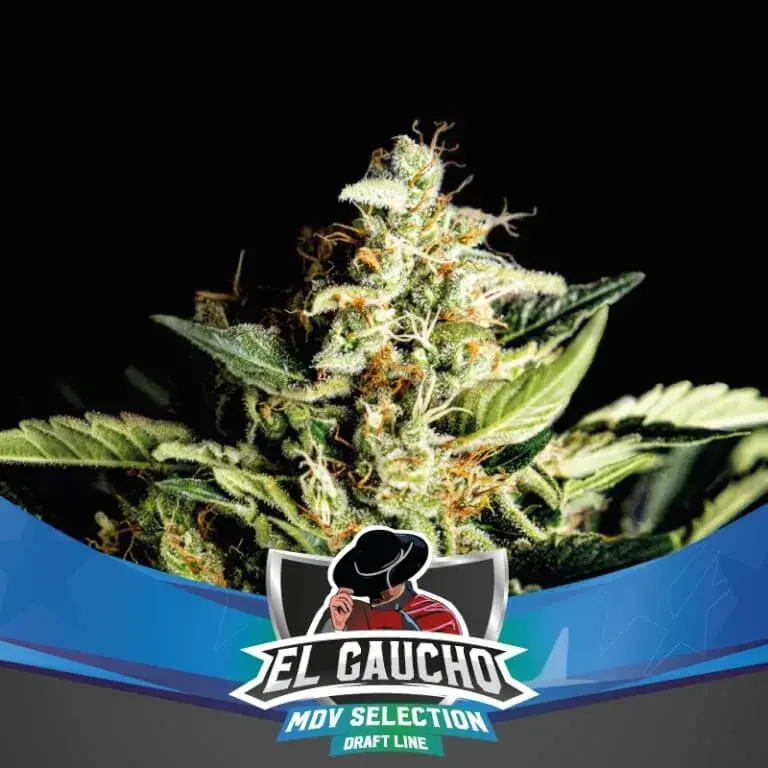 El Gaucho Faster Flowering Feminised Cannabis Seeds - BSF Seeds Feminised Cannabis Seeds - BSF Seeds