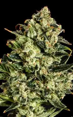 EMERALD JACK x SCBDX Feminised Cannnabis Seeds