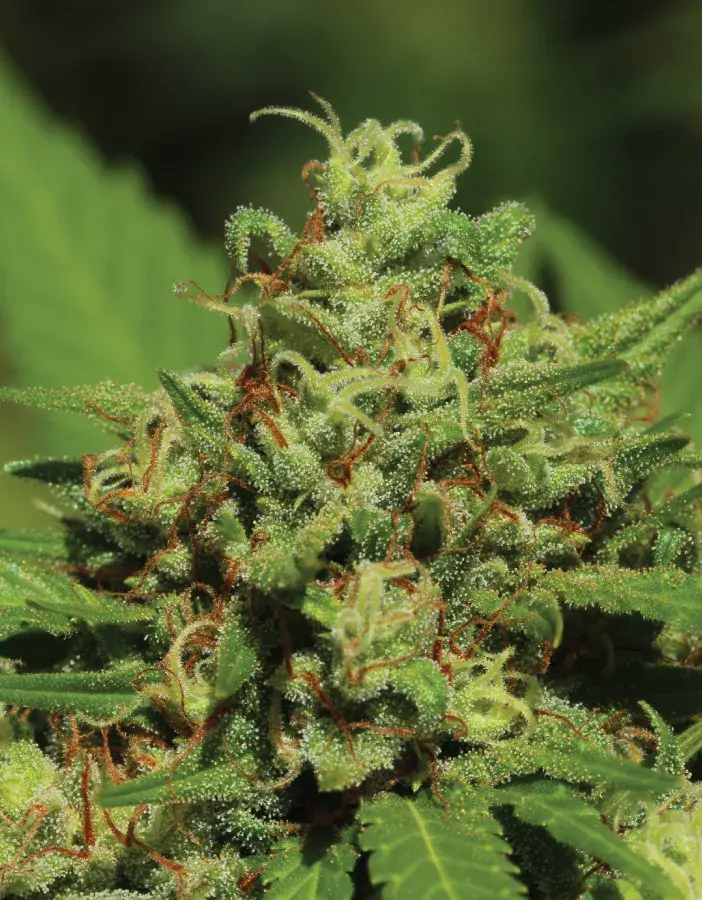 Emerald Fire OG Auto Feminised Cannabis Seeds - Humboldt Seed Company
