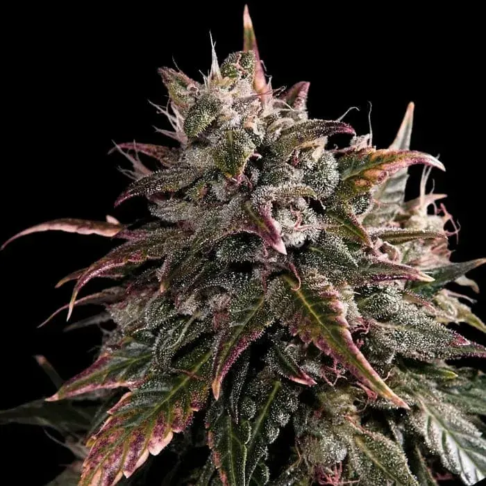 Empire Bubble Bath Cannabis Seeds – Empire Seeds Bank.