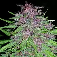 Erdpurt Regular Cannabis Seeds | Ace Seeds