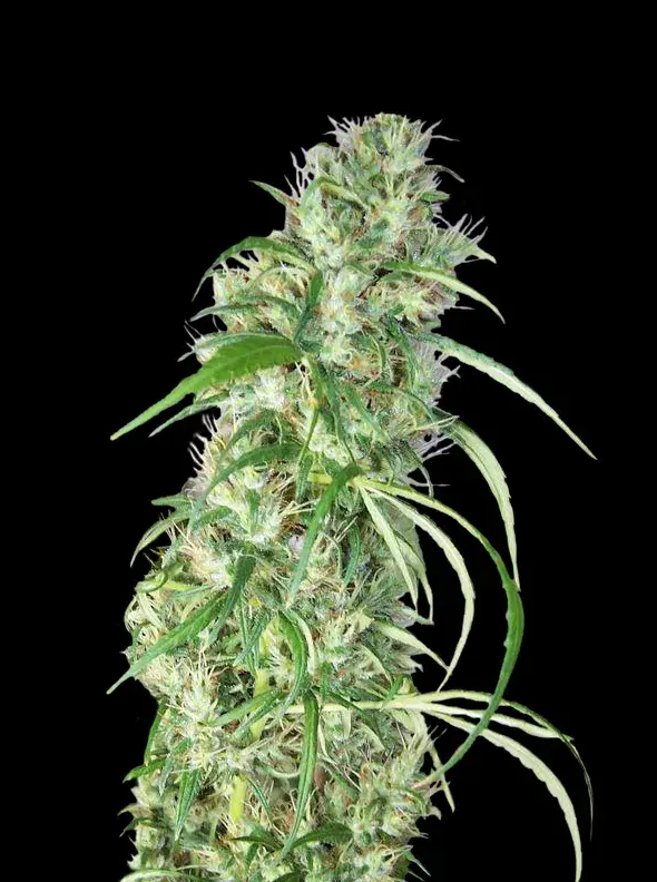 Ethiopia x Malawi Regular Cannabis Seeds | Ace Seeds