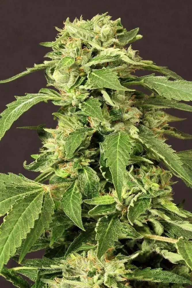 Exotic Tai Feminised Cannabis Seeds