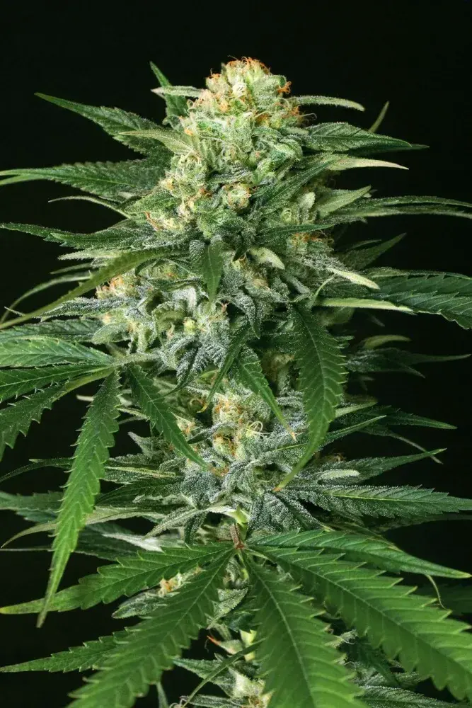 Gipsy Widow Feminised Cannabis Seeds