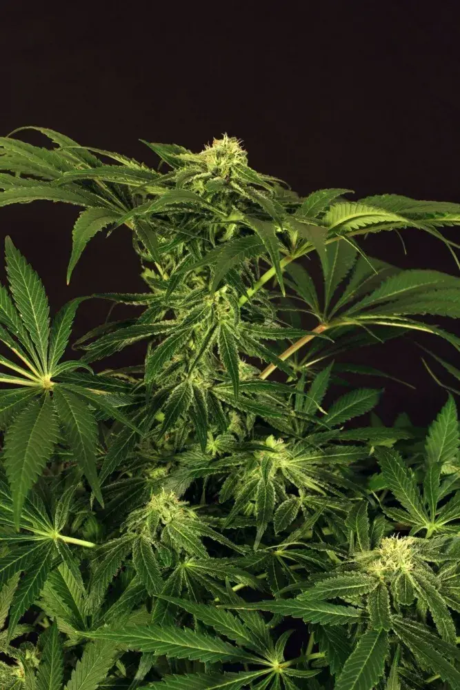 Green Gummy Feminised Cannabis Seeds