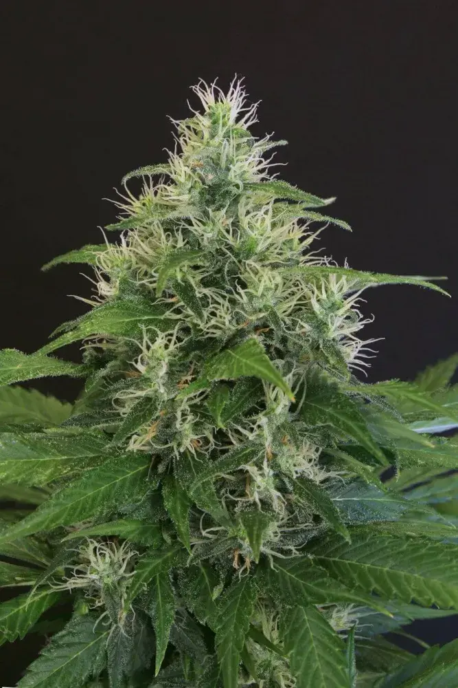 Lemon Candy Feminised Cannabis Seeds