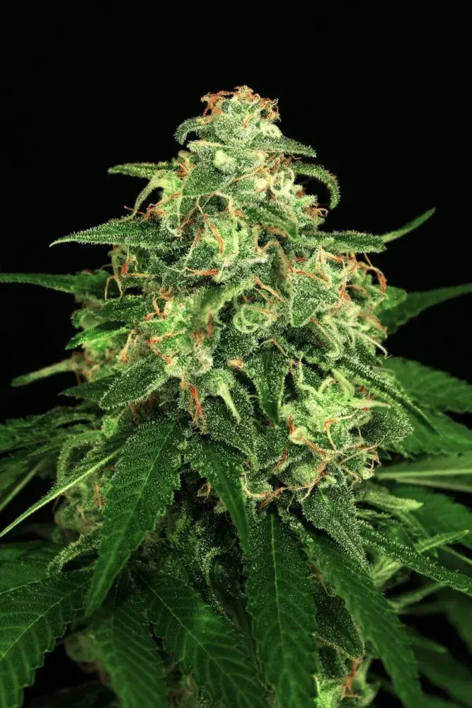Mango Cream Feminised Cannabis Seeds