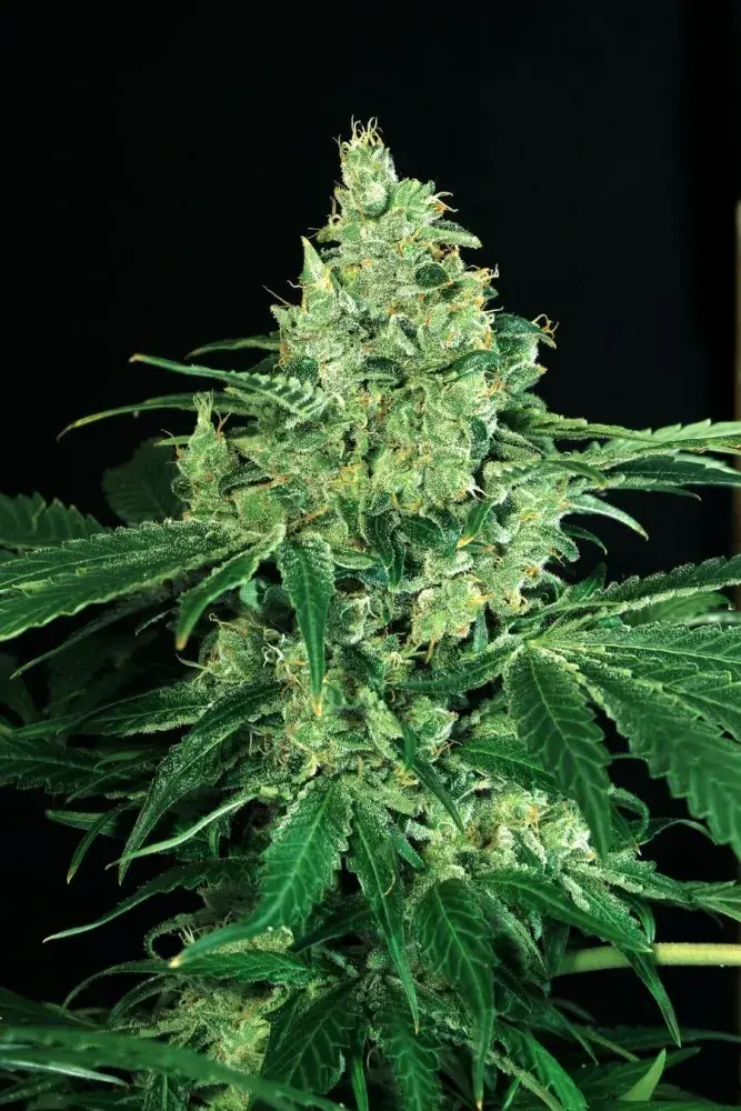 Sir Jack Feminised Cannabis Seeds