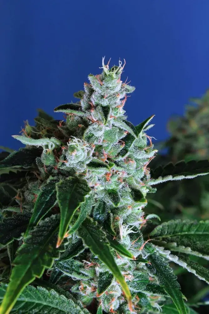 Sir Jack Auto Feminised Cannabis Seeds