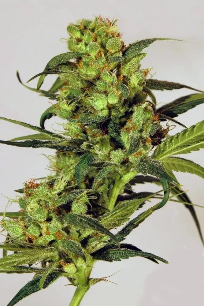 Spicy Bitch Feminised Cannabis Seeds