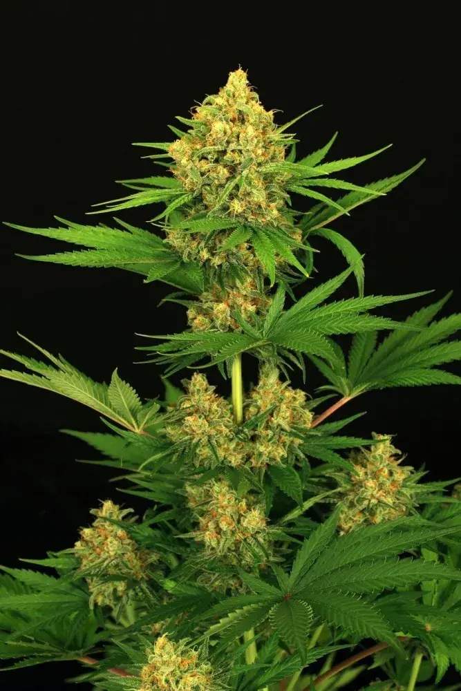 Tangerine Kush Feminised Cannabis Seeds