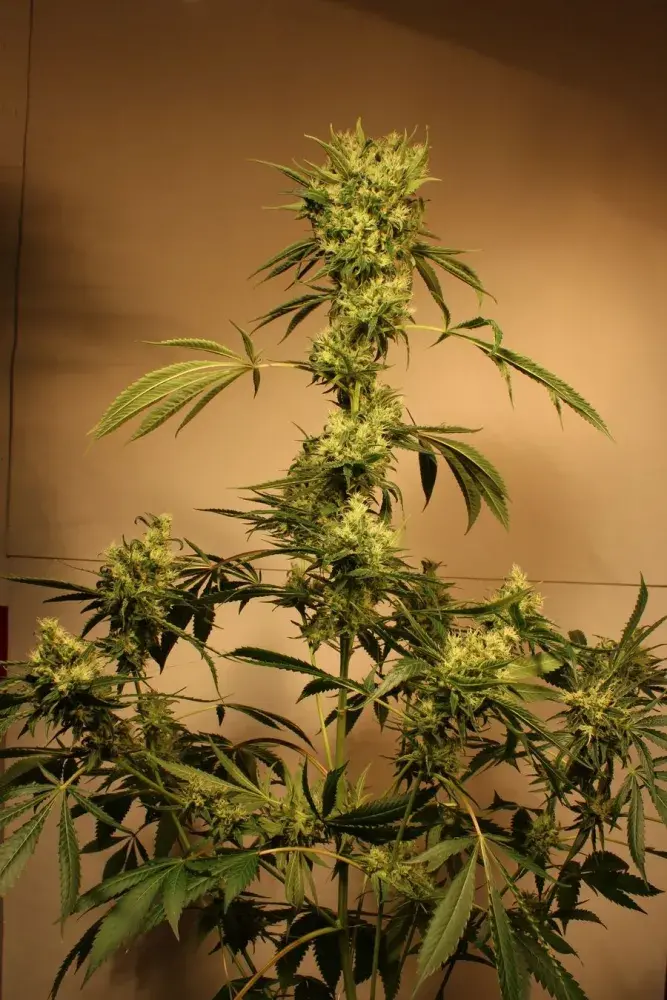 White Jewel Regular Cannabis Seeds