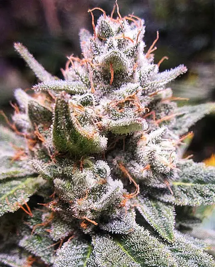 Expert Gorilla Auto Feminised Cannabis Seeds | Expert Seeds