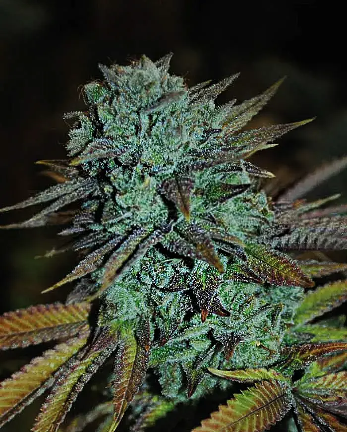 Expert Gorilla Feminised Cannabis Seeds | Expert Seeds