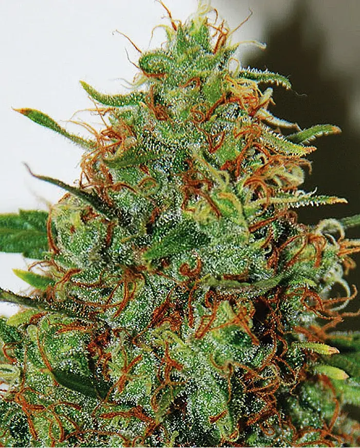 Expert Haze Feminised Cannabis Seeds | Expert Seeds