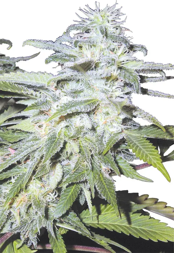Afghanica Regular Cannabis Seeds