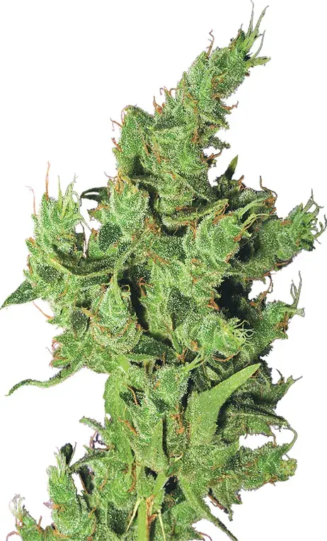 Amsterdam Mist Feminised Cannabis Seeds