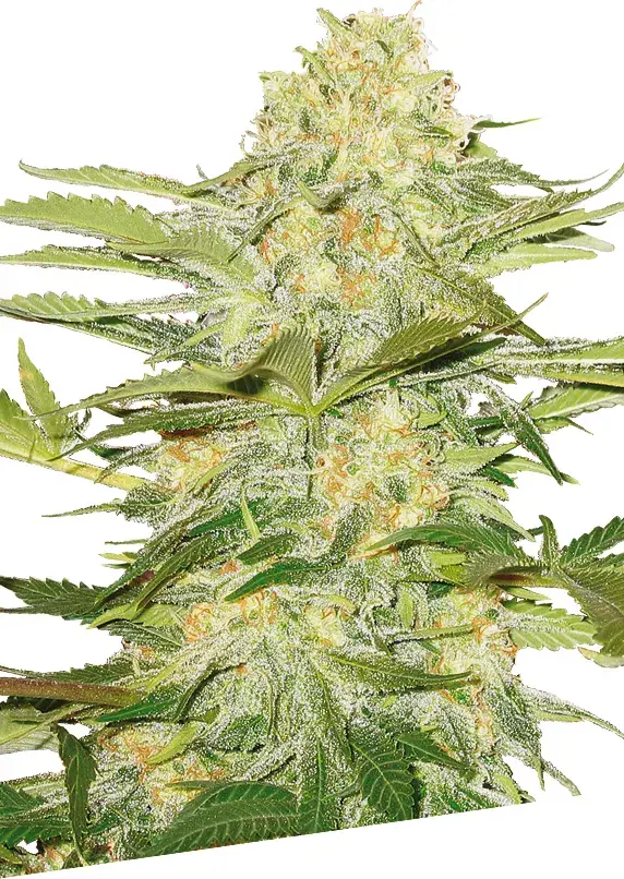 Arctic Sun Regular Cannabis Seeds