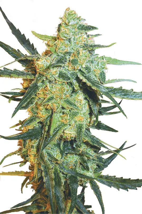 Blueberry Skunk Feminised Cannabis Seeds