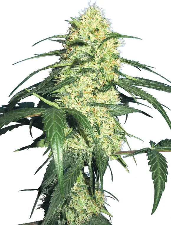 Dutch Delight Feminised Cannabis Seeds