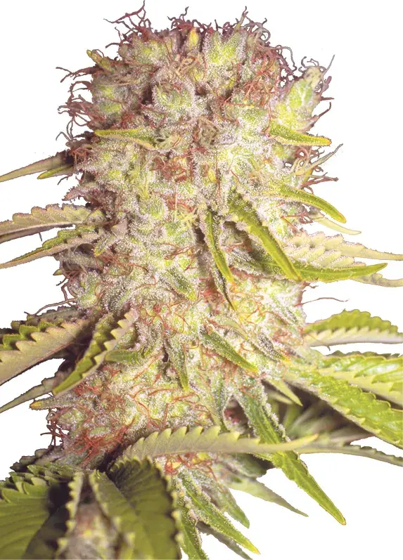 Dutchmen Royal Orange Regular Cannabis Seeds