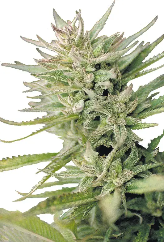 Early Durban Regular Cannabis Seeds