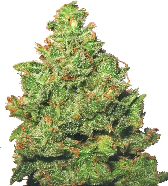 Edelweiss Feminised Cannabis Plant