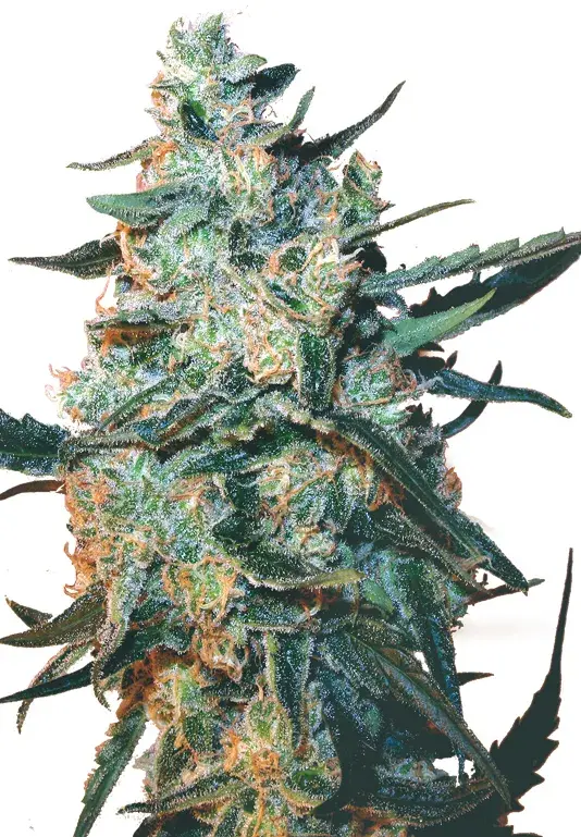 Feminised Mix Cannabis Seeds