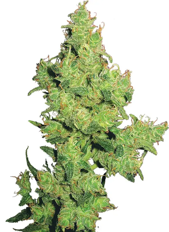 Flying Dragon Feminised Cannabis Seeds