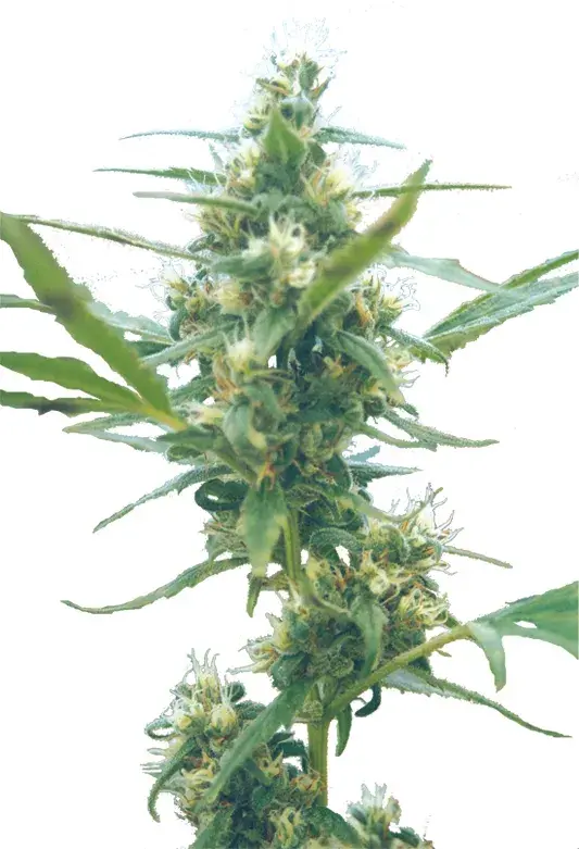 Fuma Con Dios Regular Cannabis Seeds