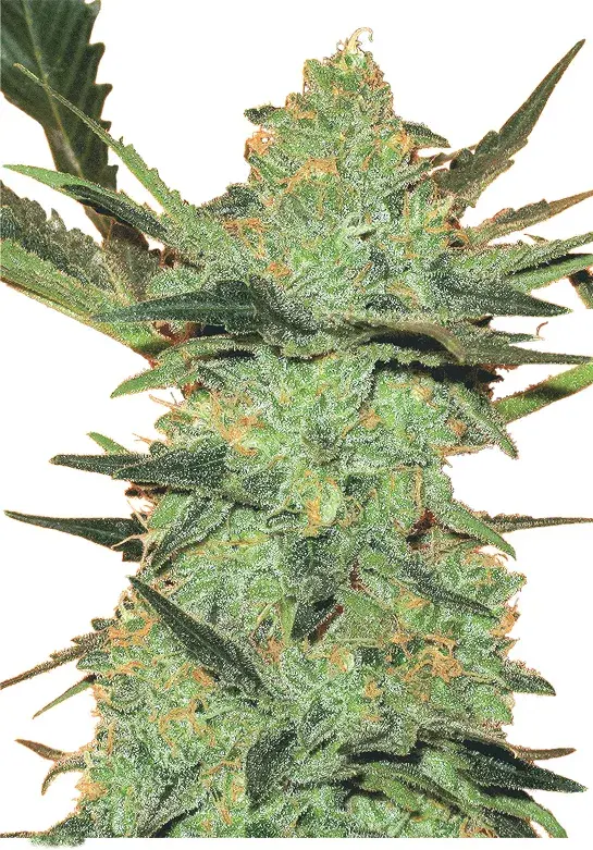 G Force Feminised Cannabis Seeds