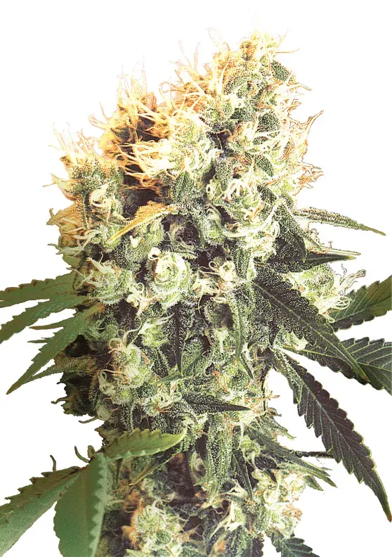 Haleys Comet Regular Cannabis Seeds