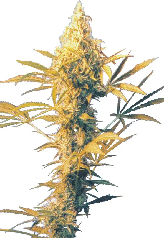 Haze Mist Regular Cannabis Seeds