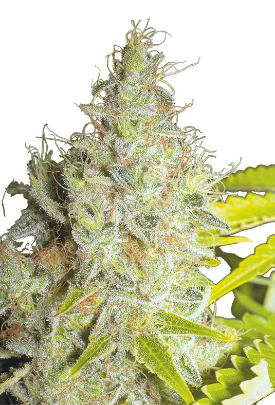 Kerala Krush Regular Cannabis Seeds