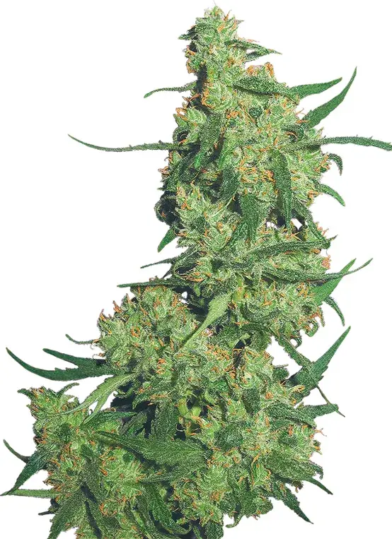 Nepal Kush Feminised Cannabis Seeds