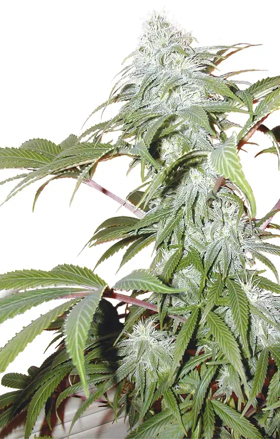 Pineapple Punch Regular Cannabis Seeds