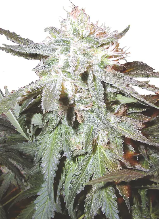 Pot of Gold Regular Cannabis Sseds