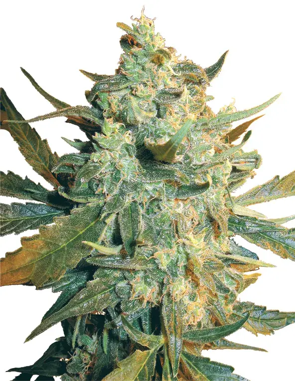 Power Skunk Feminised Cannabis Seeds