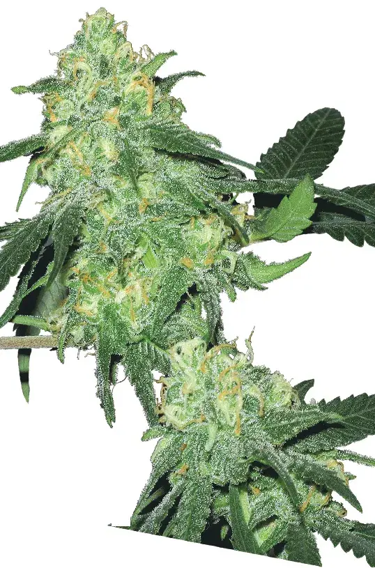Skunk Classic Feminised Cannabis Seeds
