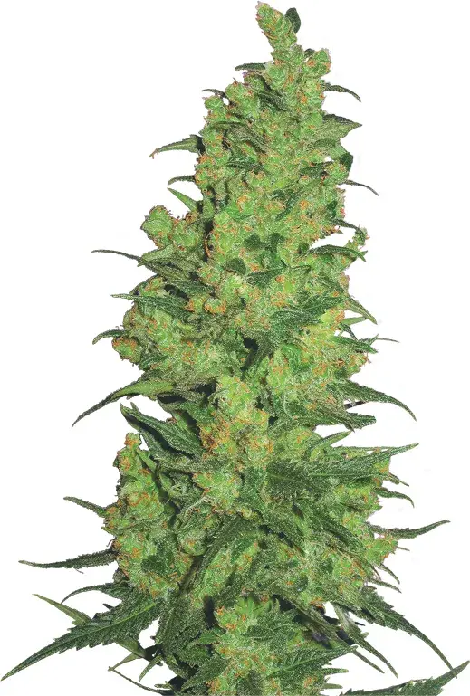 Temple Haze Feminised Cannabis Seeds