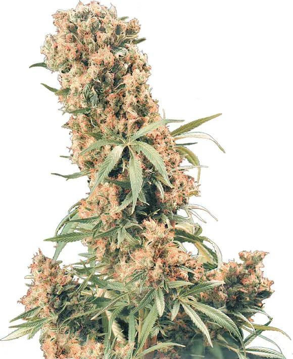The Pure Regular Cannabis Seeds