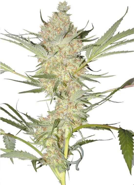 Real McCoy Regular Cannabis Seeds