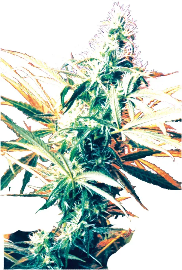 Titan's Haze Regular Cannabis Seeds