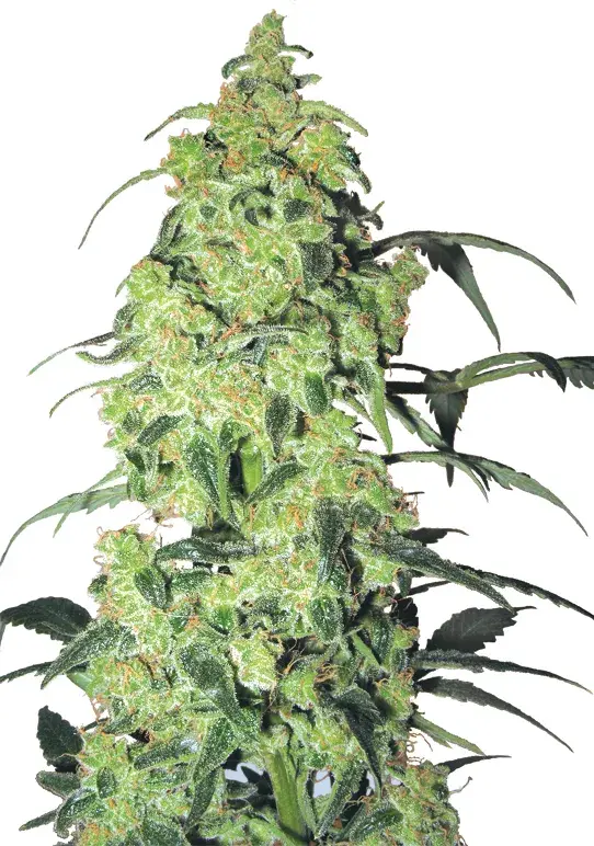 White Widow Feminised Cannabis Seeds