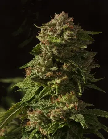 Fallen Angel Feminised Cannabis Seeds | Devil’s Harvest  Seeds