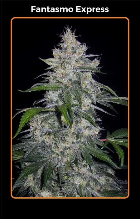 Fantasmo Express Auto Feminised Cannabis Seeds