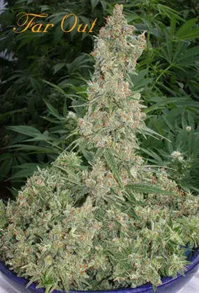 Far Out Feminised Cannabis Seeds
