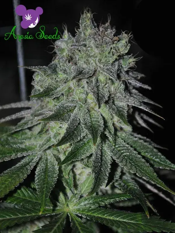 Fast Caramelic Feminised Cannabis Seeds - Anesia Seeds
